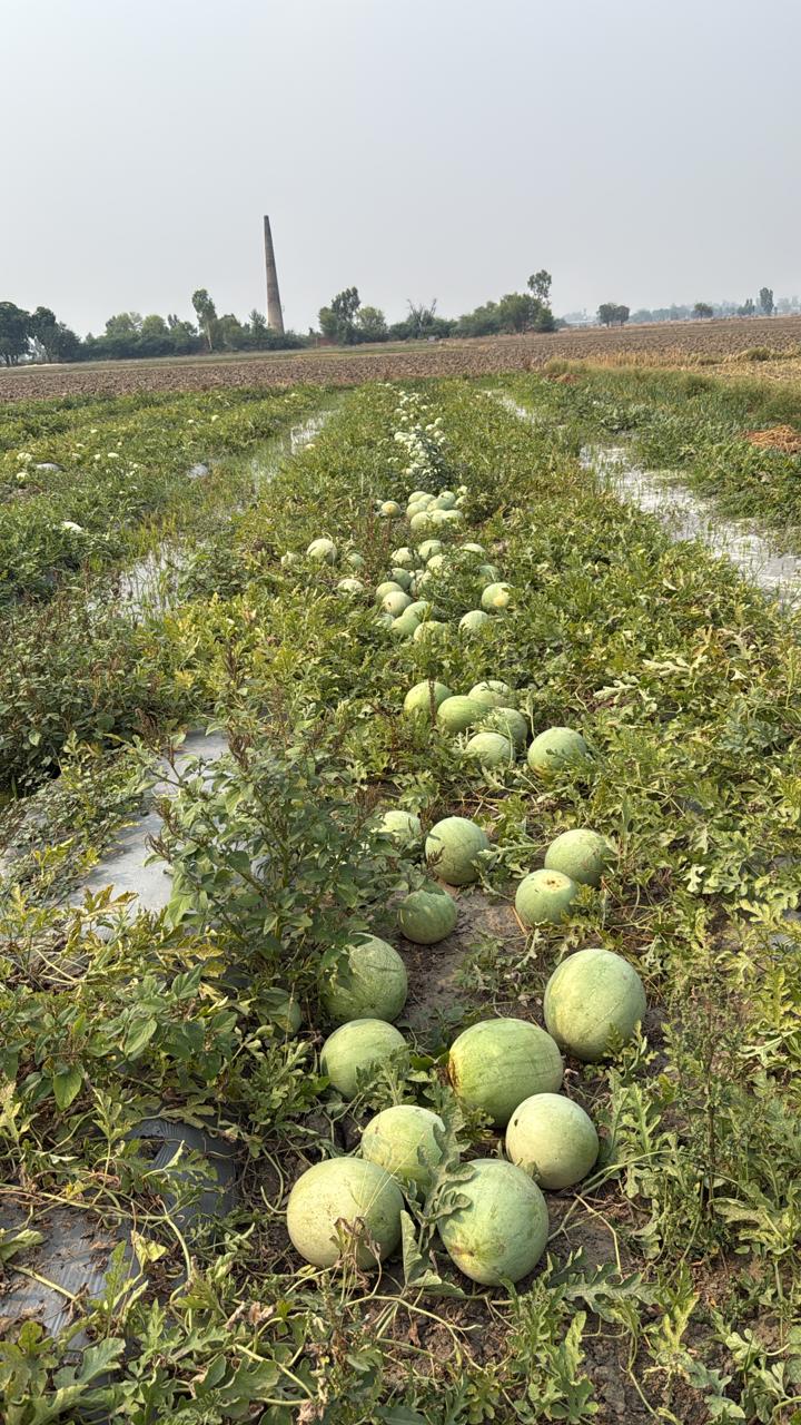 Watermelons ripening on the vine in an irrigated field